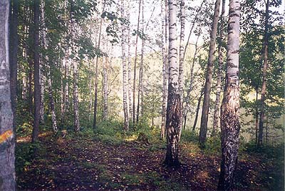 Возле тропинки